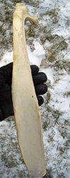 Whole Uncut Sun-bleached Rib bones from Wyoming