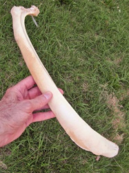 Whole Uncut Sun-bleached Rib bones from Wyoming