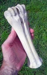 Whole Uncut Sun-bleached Ox Shin Bone