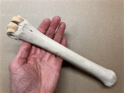 Whole Uncut Sun-bleached Ox Shin Bone